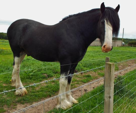 Hay Farm Heavy Horse Centre
