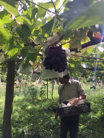 Ono Orchid & Orchard Garden