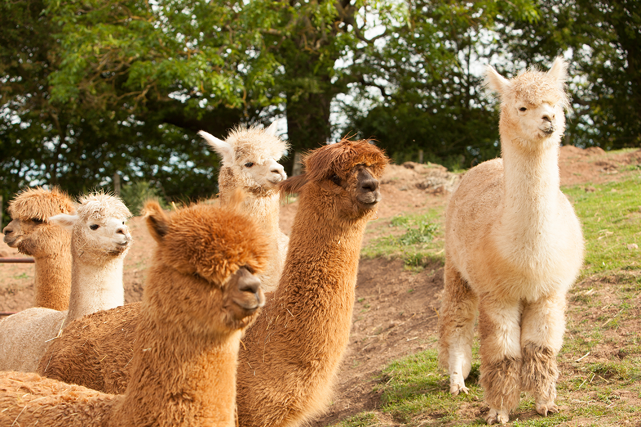 Alpaca Alpaca At Leven Valley