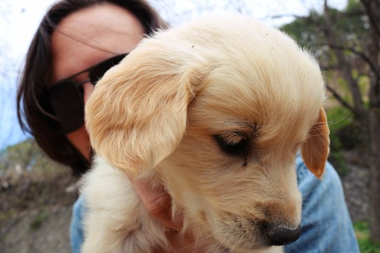 Yatsugatake Dog Farm
