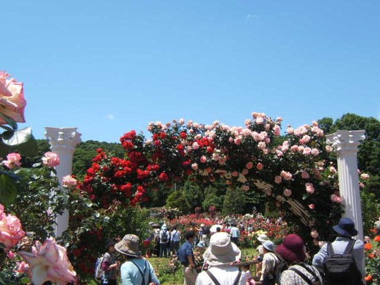 Ikuta Ryokuchi Rose Garden