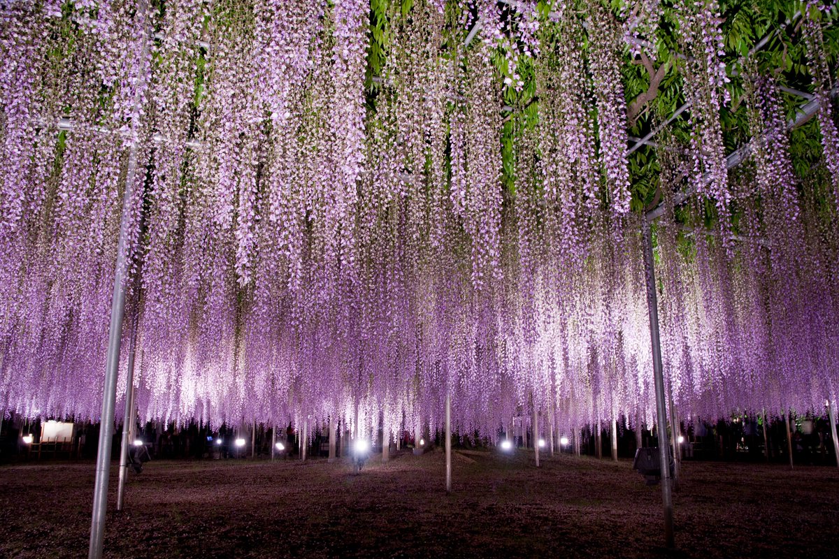 Ashikaga Flower Park