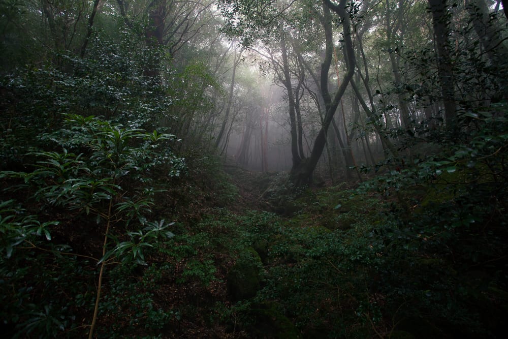 Ishizuka Forest