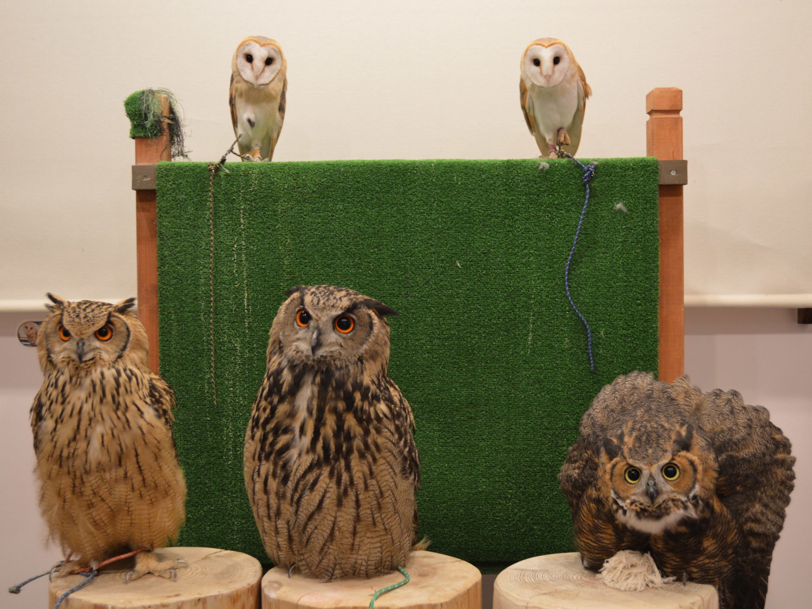 Owl Cafe & Bar Owl Village, Harajuku