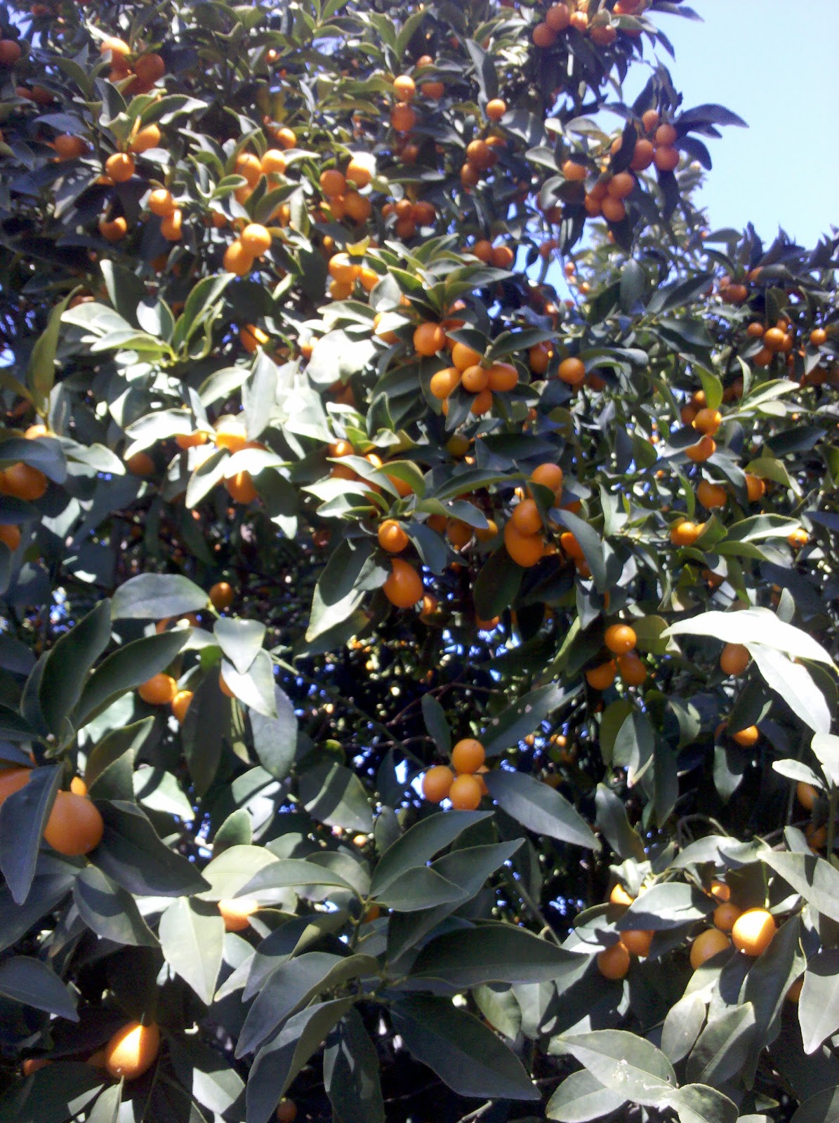 Marmalade Tree