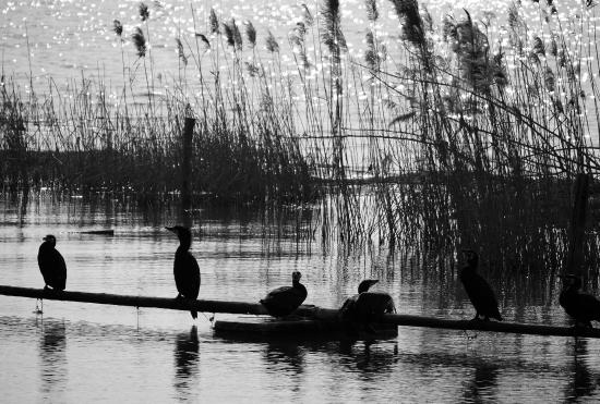 Luoma Lake Wetland