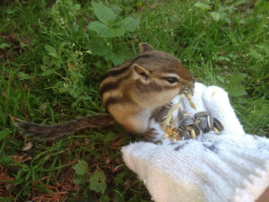 Okhotsk Chipmunk Park