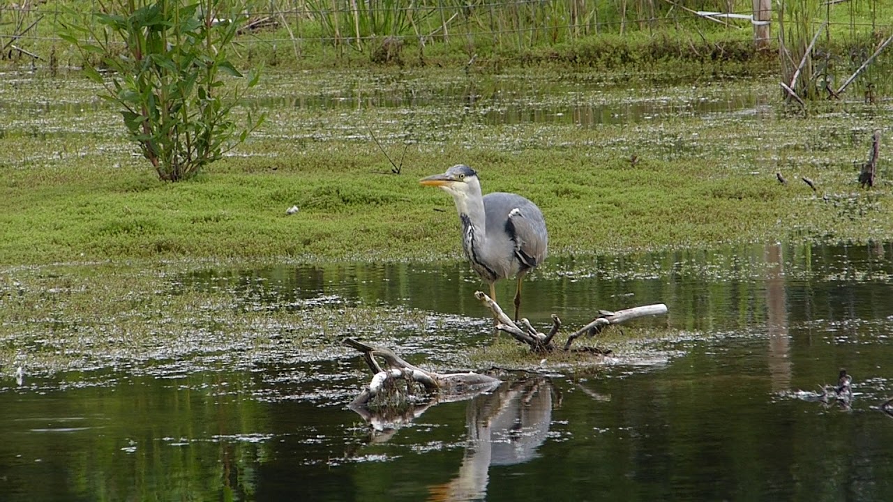 RSPB Old Moor