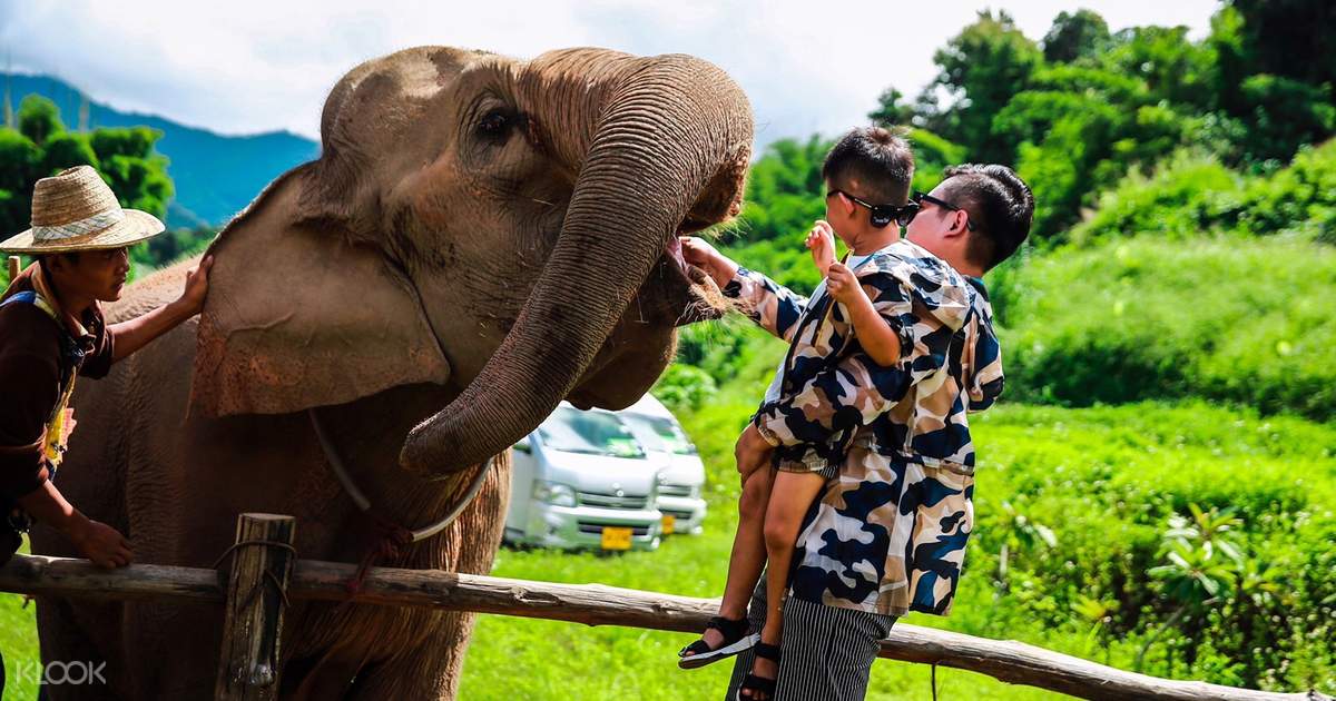 Mae Wang Elephant Camp