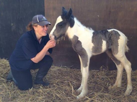 World Horse Welfare Hall Farm