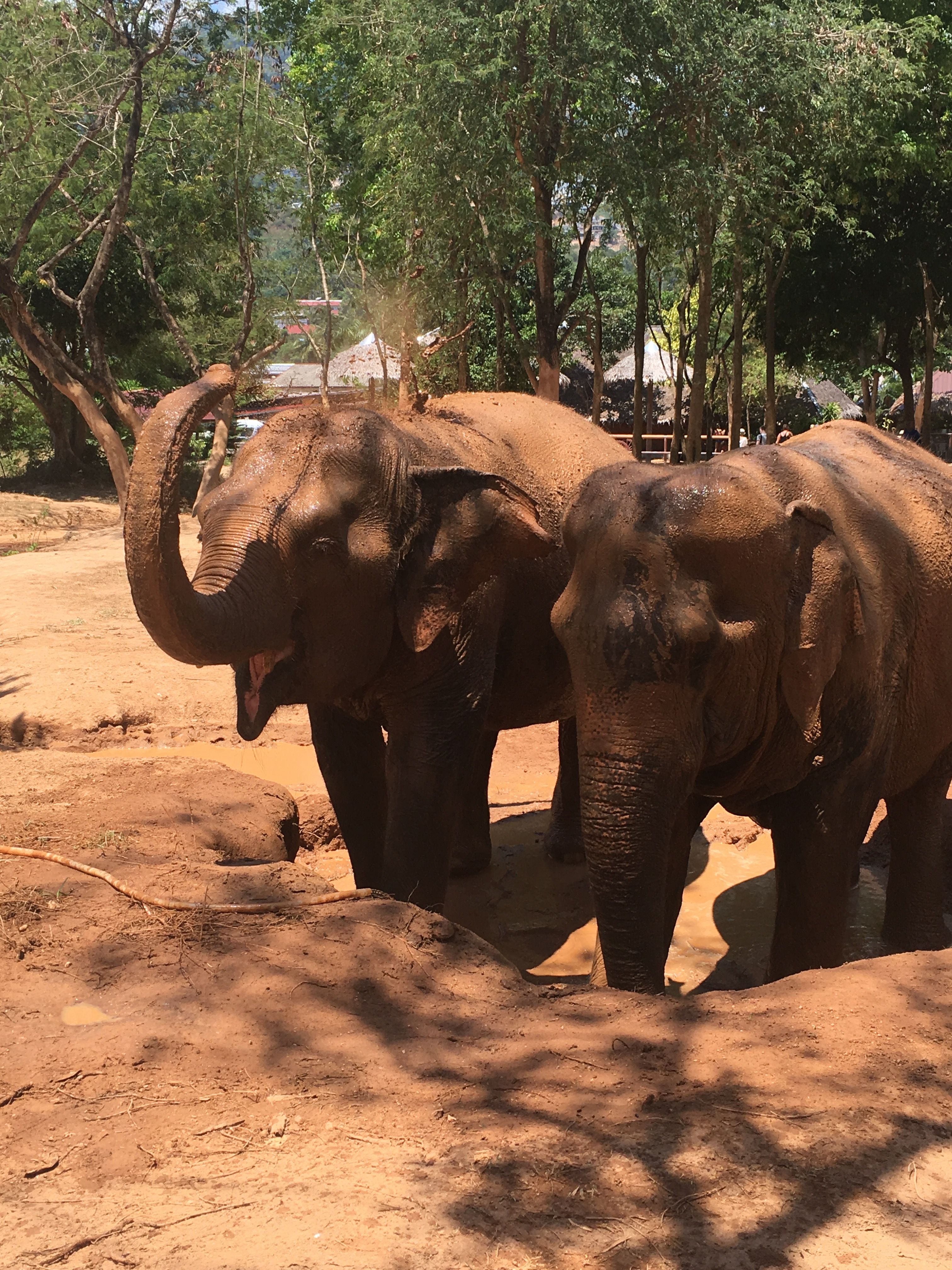Samui Elephant Sanctuary