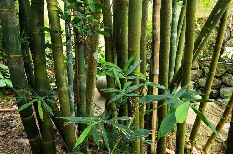 Forest Yanbaru Subtropical