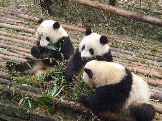 Giant Panda Breeding Research Base (Xiongmao Jidi)