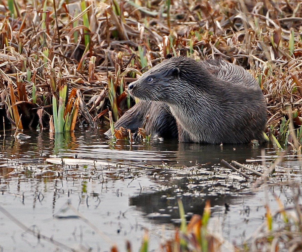 RSPB Minsmere