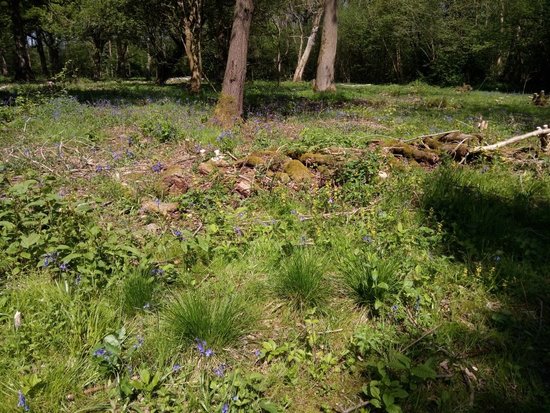 Wayland Wood