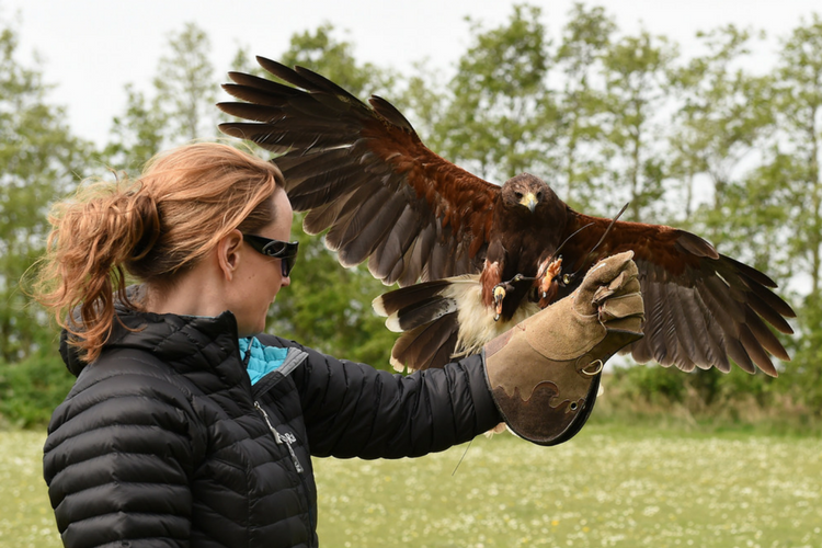 Fens Falconry