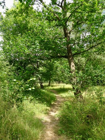 Wolves Wood RSPB Reserve