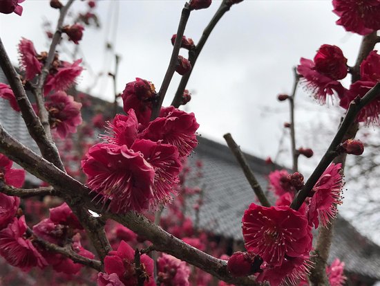 Ano Plum Grove