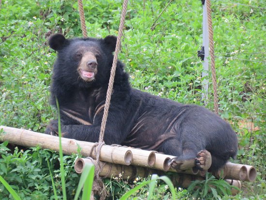 Bear Sanctuary Ninh Binh