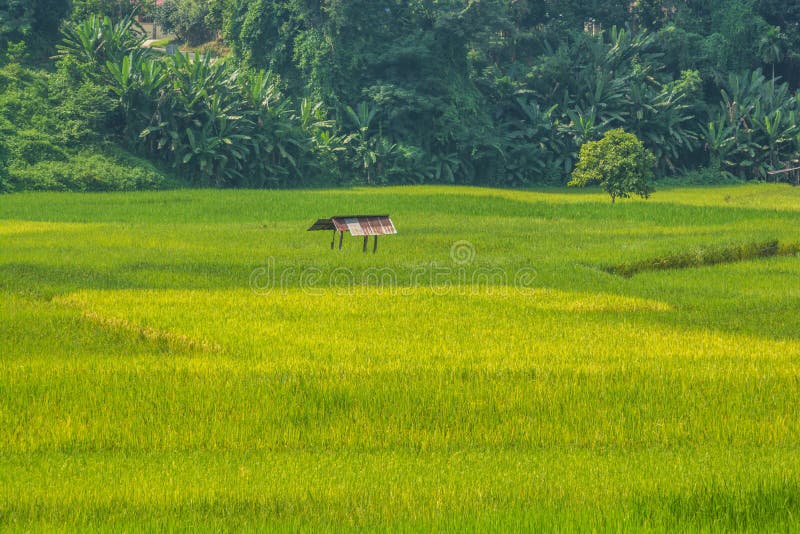 Nan-ao Natural Rice Field
