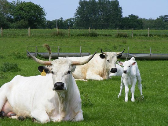 Melsop Farm Park