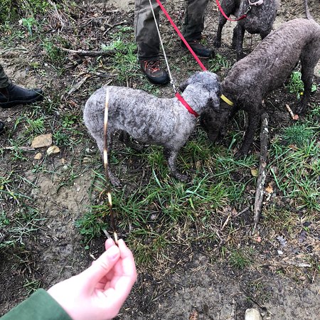 Truffle Hunting in Tuscany