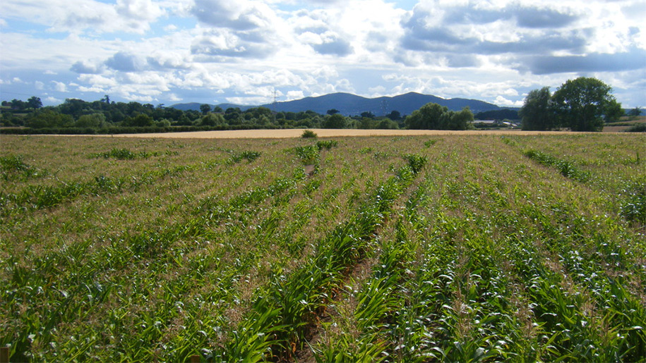The Great Maize Maze