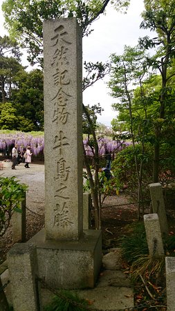 Ushijima no Fuji(Toka-en)