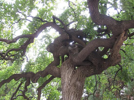 The Love Tree