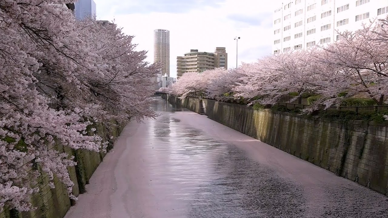 Sakura Trees along Kusaba River
