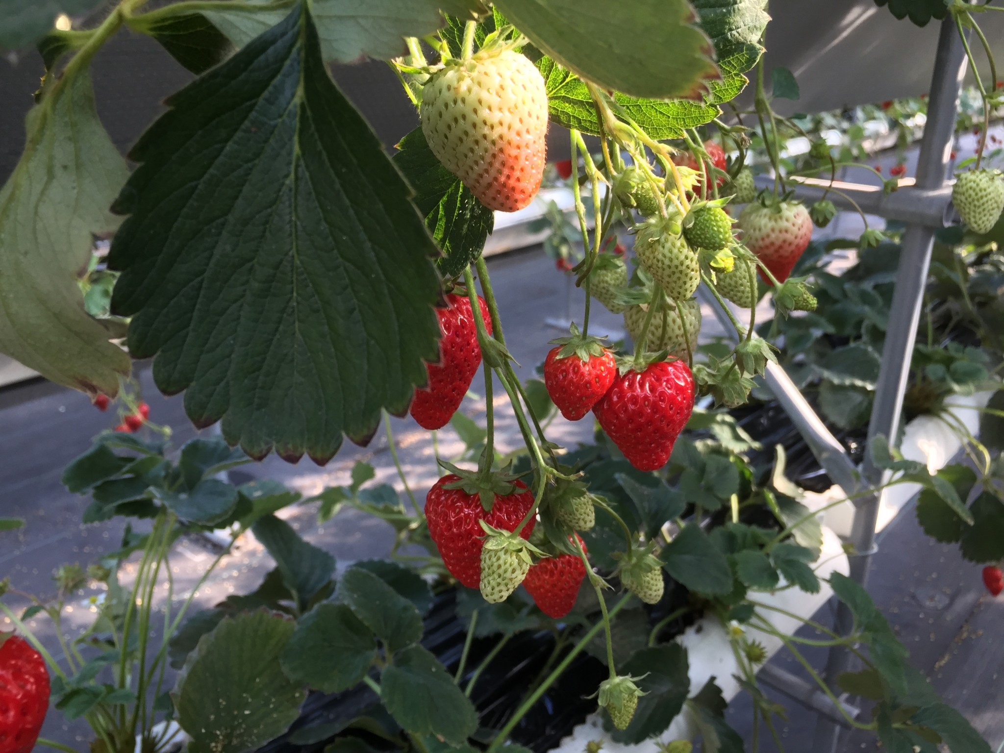 Ishigaki Strawberries