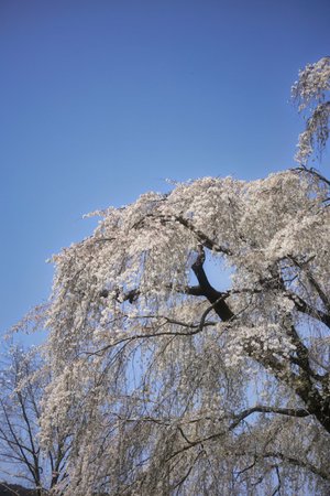 Harama no Itozakura