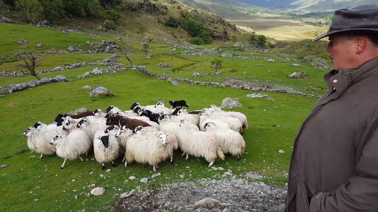 West Kerry Sheep Dog Demonstrations