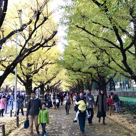 Jingu Gaien Ginkgo Tree-lined Street