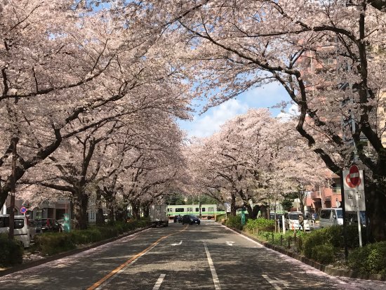 Sagamihara City Hall Sakura Street