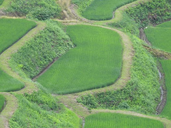 Hoshitoge Rice Terraces