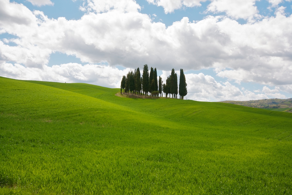 Cipressi di San Quirico d'Orcia