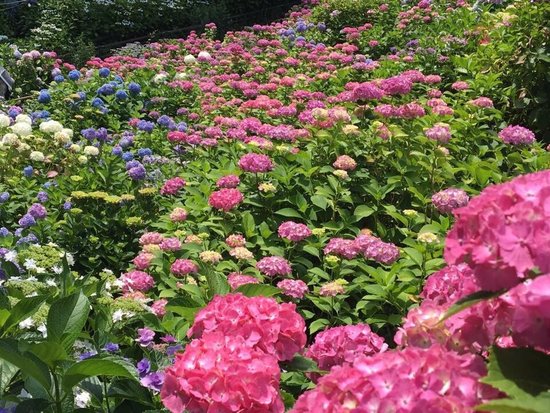 Hydrangeas Village Katahara Onsen