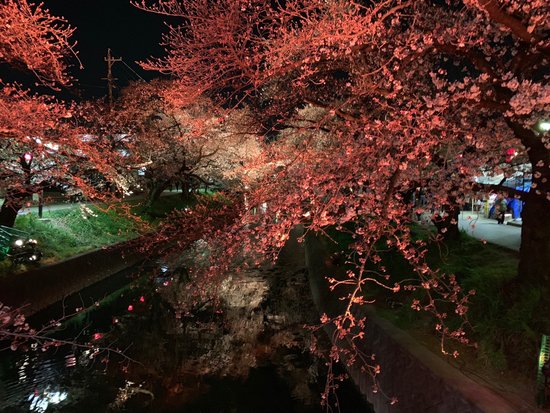 Cherry Trees along the Gojo River bank