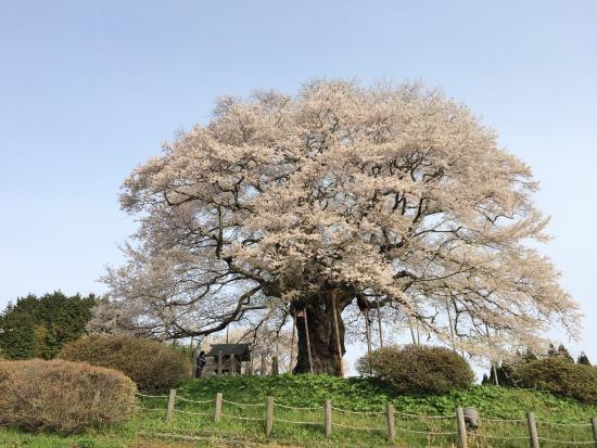 Daigo Zakura
