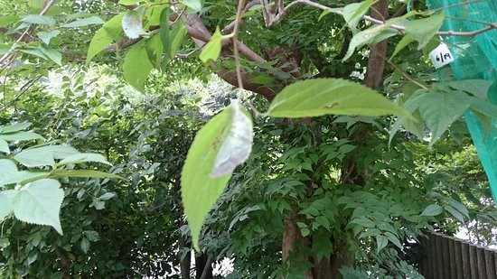 Village of Butterfly Park