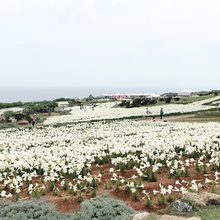 Lily Field Park