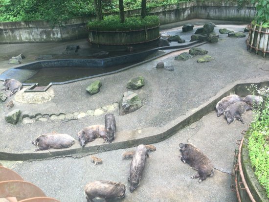 Ishikawa Forest Park