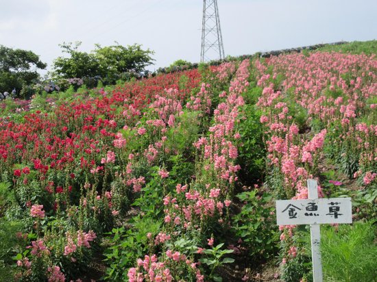 Flower place