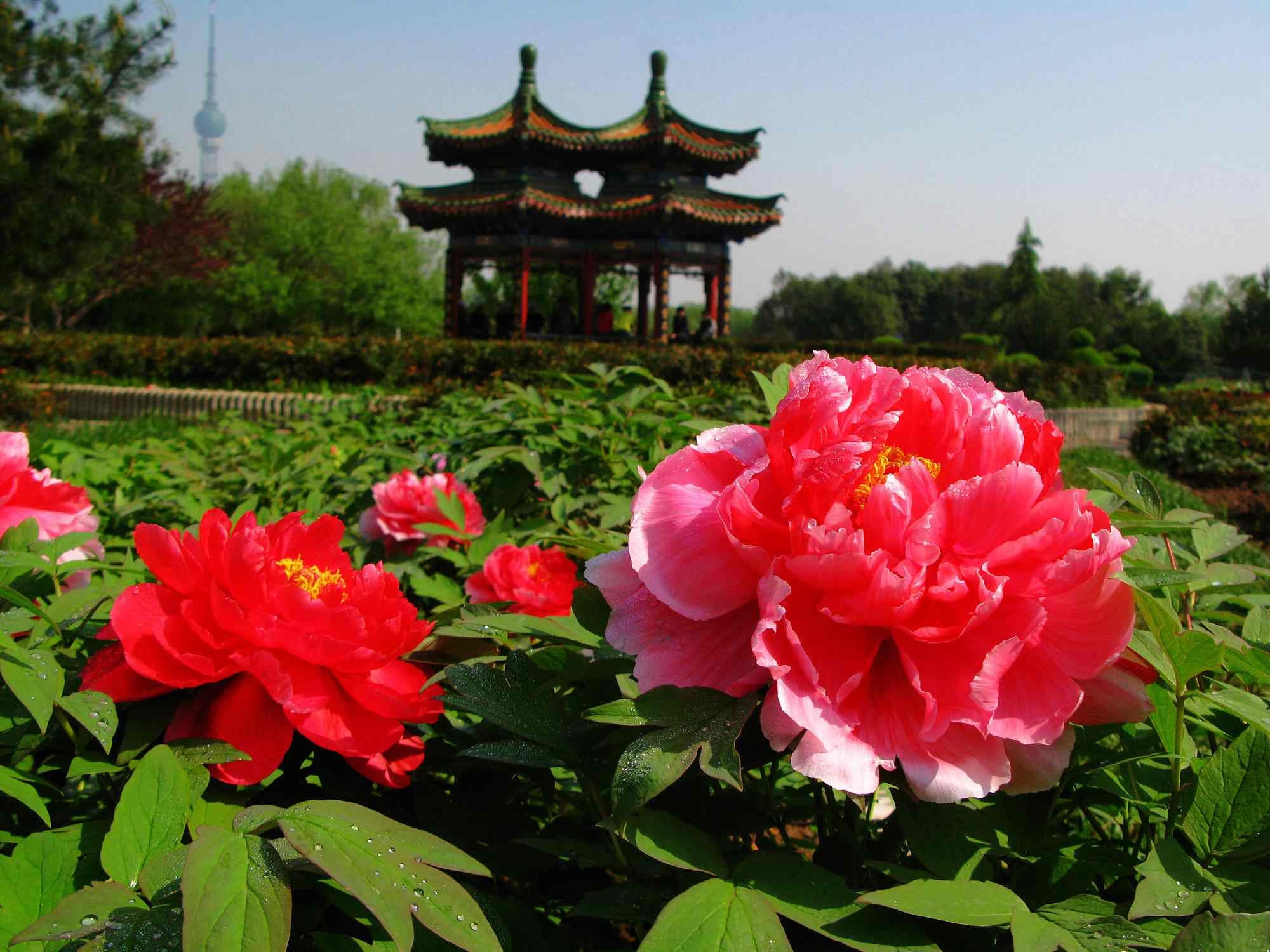 Peony Park
