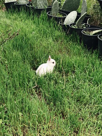 Parco WWF Centro Didattico Ronchi