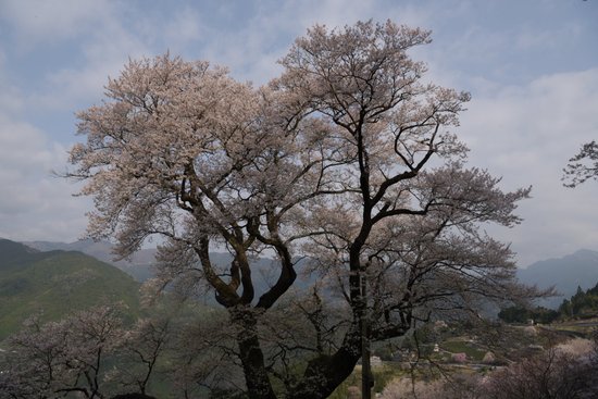 Hyotan Sakura Park