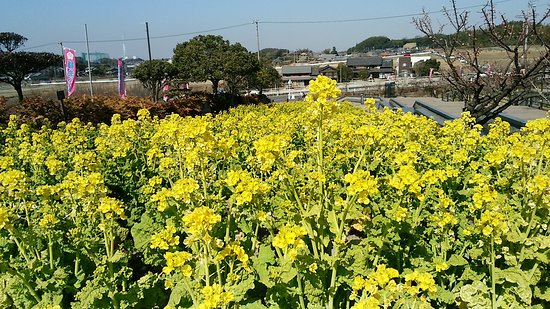 Umekkasori