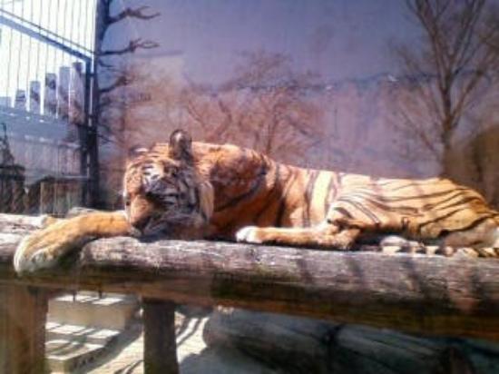 Tobu Zoo