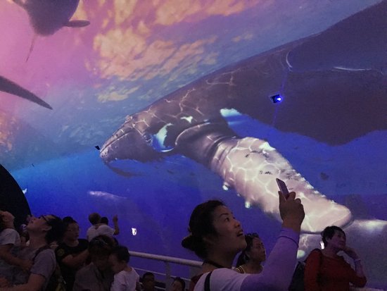 Sun Asia Ocean World And Polar World